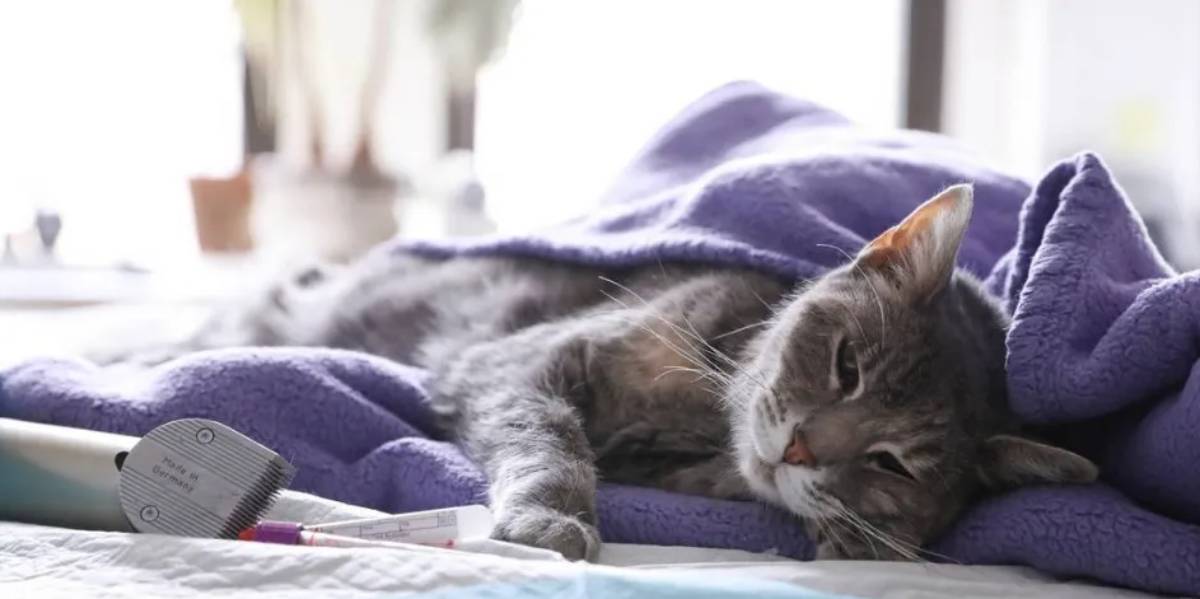 Penyebab Kucing Diare dan Cara Mengobatinya