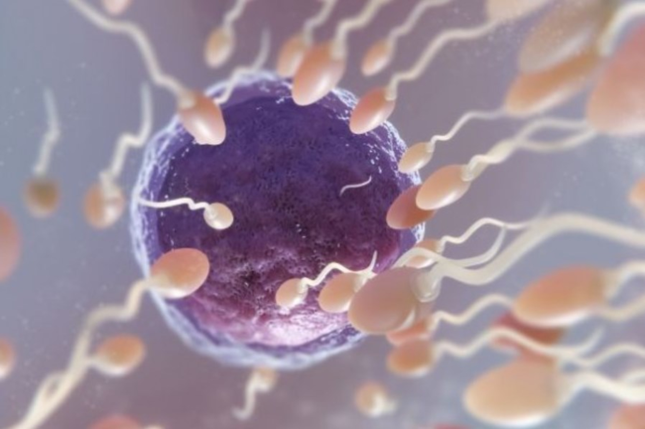 5 Tips Mencegah Motilitas Sperma yang Menjadi Penyebab Infertilitas