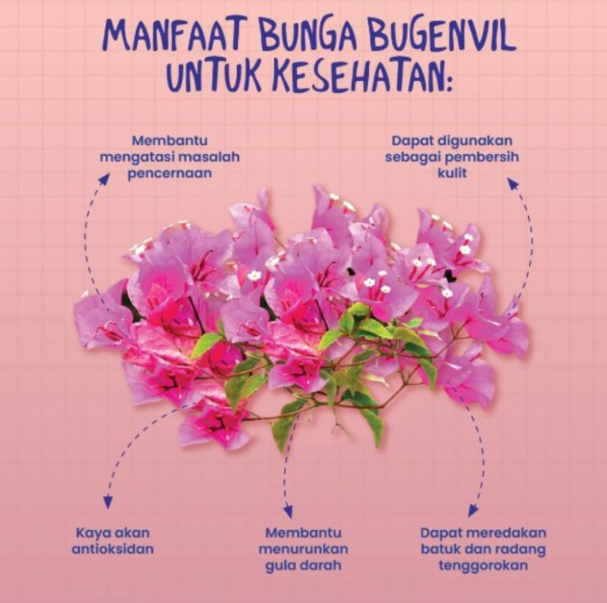 5 Manfaat Bunga Bugenvil untuk Kesehatan