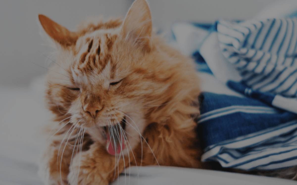 7 Penyebab Kucing Batuk yang Perlu kamu Ketahui