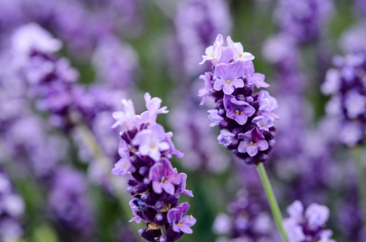 9 Manfaat Bunga Lavender, Yang Jarang Diketahui Oleh Banyak Orang